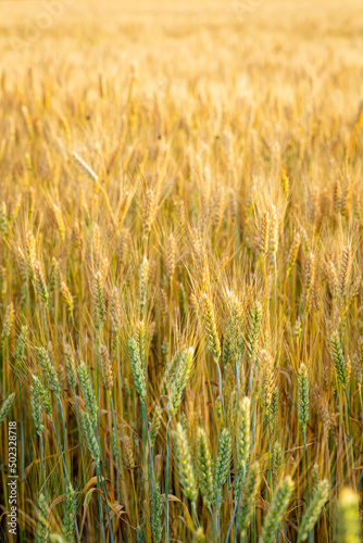 Close up of wheat field with grains outdoor food © Olha Afanasieva