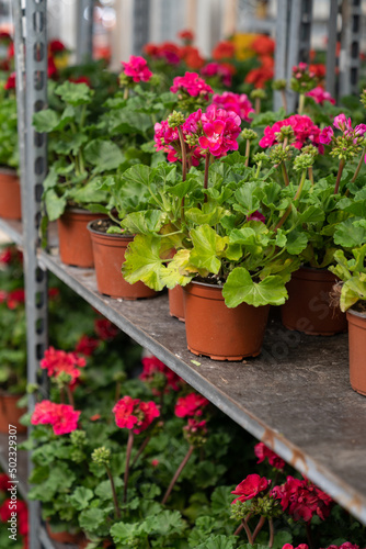 Growing geranium seedlings in professional greenhouse, beautiful red pelargonium flower in pot ceiling of modern hothouse with rows of plant nursery for sale or cultivation on floor