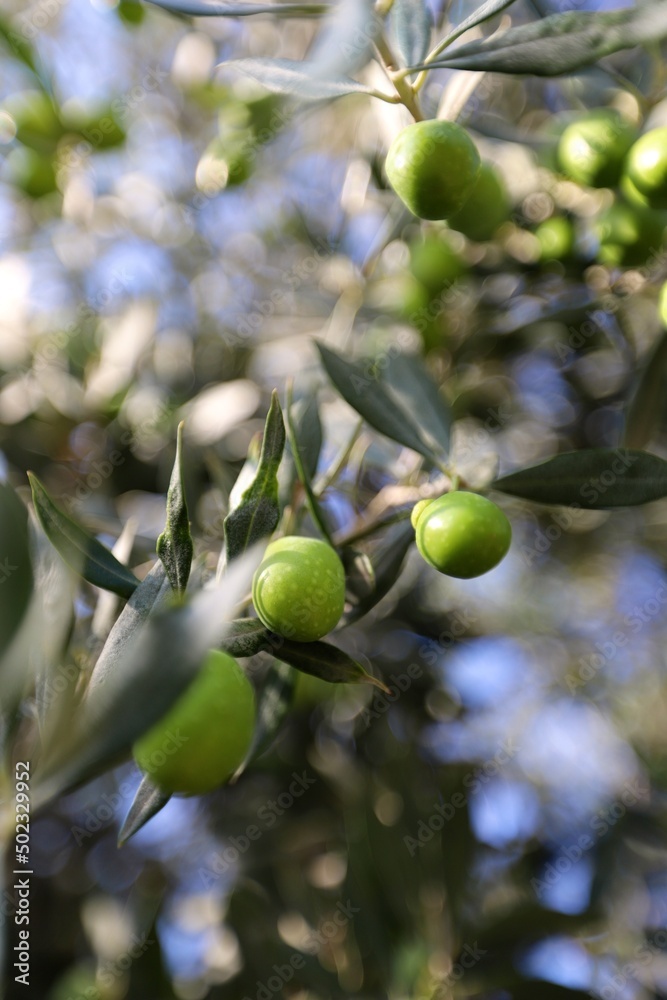 green olives on tree