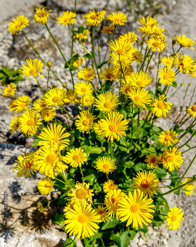 Collection of beautiful spring   summer flowers.