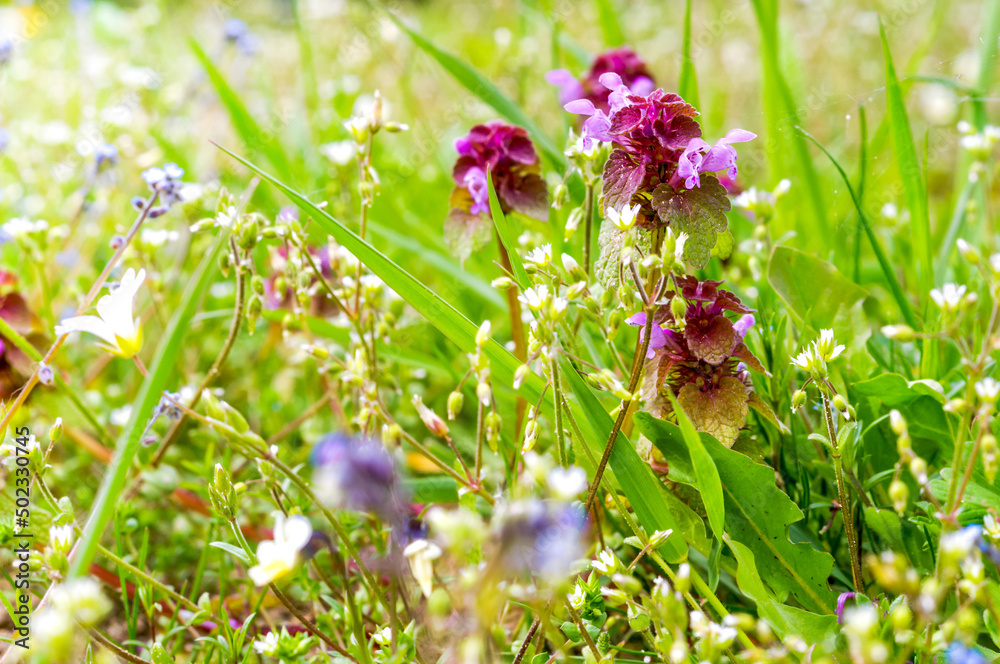 Mud purgatory, purur pink flowers, Stachys palustris L. Mud purgatory, purur pink flowers, Stachys palustris L.