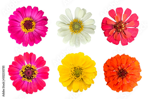 zinnia flowers on a white background.