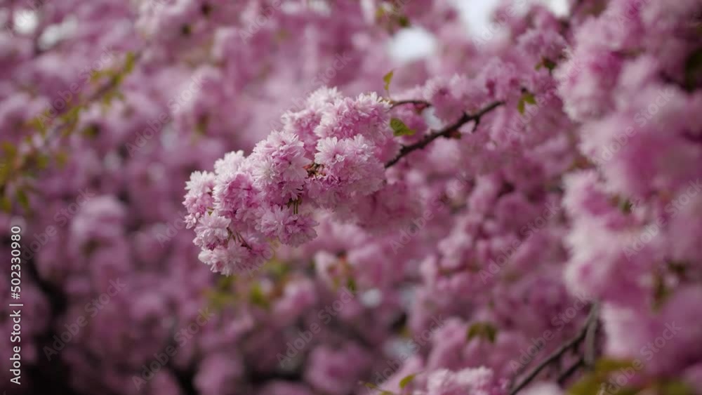 Beautiful pink magnolia tree in the yard Beautiful pink magnolia tree in the yard