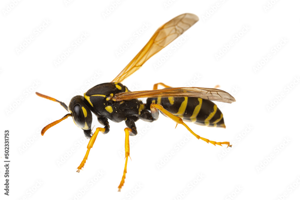 insects of europe - wasps: macro of paper wasp ( Polistes nimpha ) isolated on white background - side view insects of europe - wasps: macro of paper wasp ( Polistes nimpha ) isolated on white background - side view