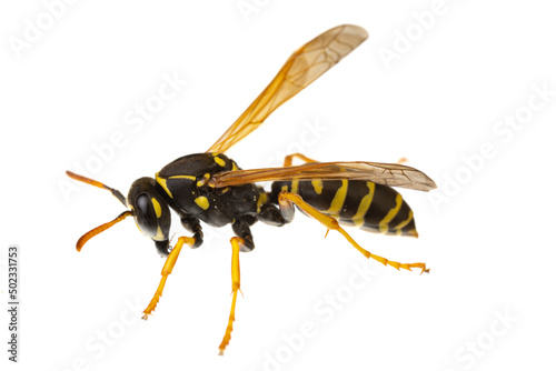 insects of europe - wasps: macro of paper wasp ( Polistes nimpha ) isolated on white background - side view