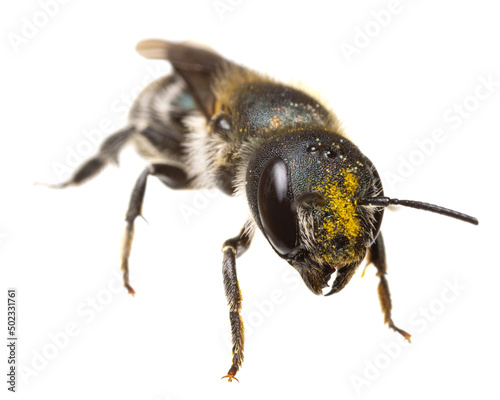 insects of europe - bees: front view - head with pollen of female Osmia caerulescens blue mason bee  (german Stahlblaue Mauerbiene)  isolated on white background photo