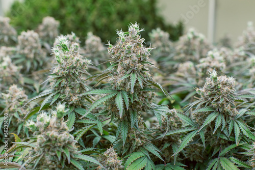 cannabis marijuana in science  lab for health product