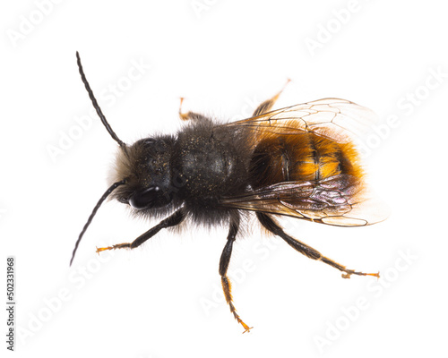 insects of europe - bees: male Osmia cornuta European orchard bee (german Gehoernte Mauerbiene)  isolated on white background
