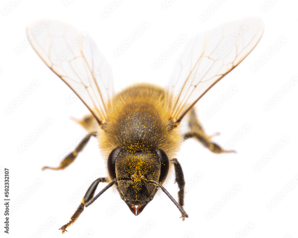 insects of europe - bees: front view of western honey bee or European honey bee ( Apis mellifera) isolated on white background with wings spreaded insects of europe - bees: front view of western honey bee or European honey bee ( Apis mellifera) isolated on white background with wings spreaded