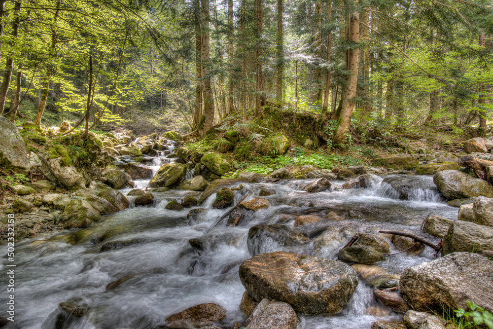 Il sottobosco con il Pesio