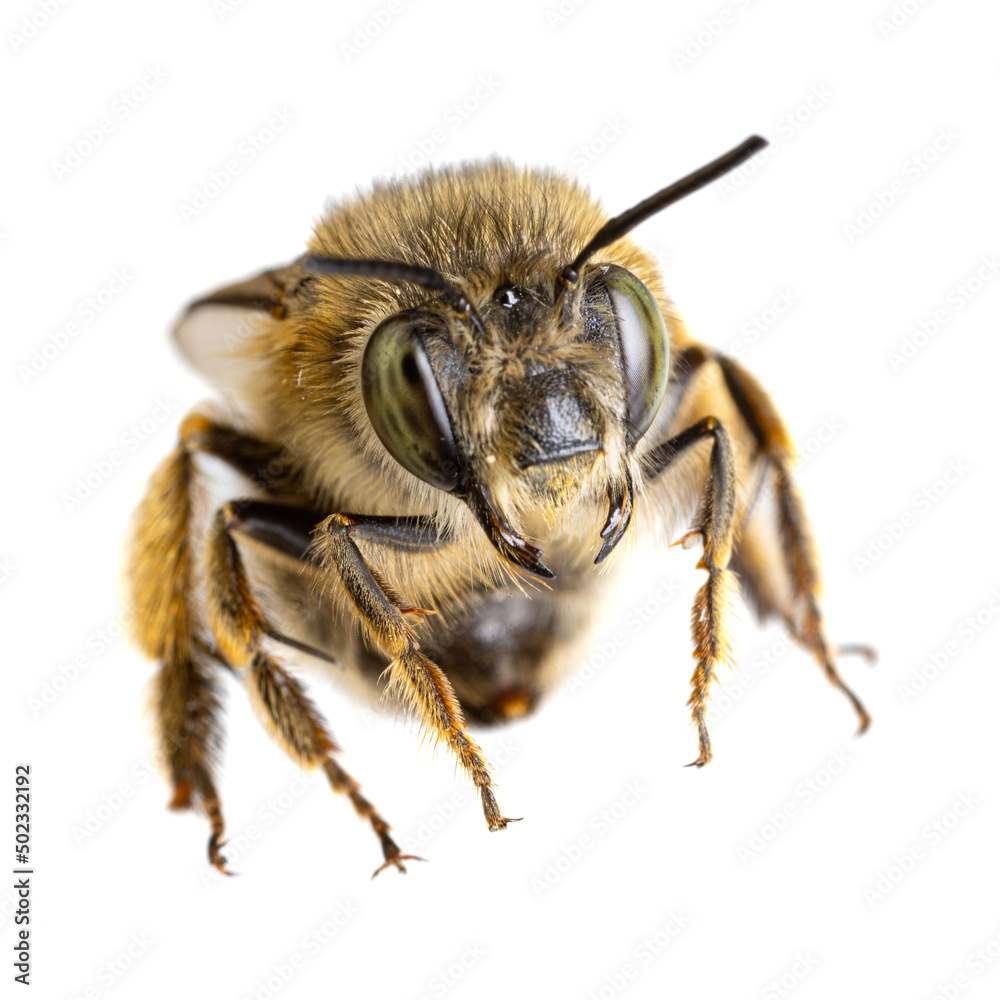 insects of europe - bees: macro of female Anthophora crinipes (Pelzbienen) isolated on white background - head view insects of europe - bees: macro of female Anthophora crinipes (Pelzbienen) isolated on white background - head view