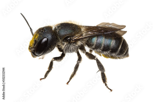 insects of europe - bees: macro side view of female Osmia caerulescens blue mason bee  (german Stahlblaue Mauerbiene)  isolated on white background with some yellow pollen photo