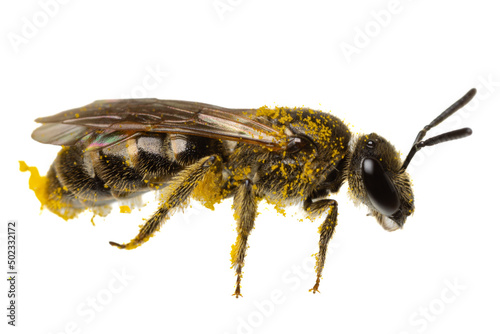 insects of europe - bees: side view macro of female sweet bee ( Lasioglossum german Schmalbiene ) isolated on white background with pollen everywhere