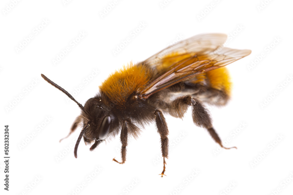 insects of europe - bees: side view of female tawny mining bee ( Andrena fulva german Rotpelzige Sandbiene) isolated on white background insects of europe - bees: side view of female tawny mining bee ( Andrena fulva german Rotpelzige Sandbiene) isolated on white background