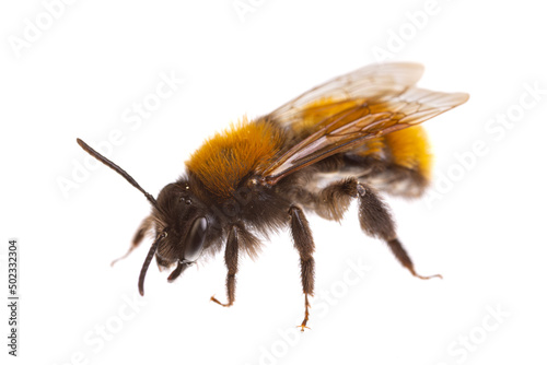 insects of europe - bees: side view of female tawny mining bee ( Andrena fulva german Rotpelzige Sandbiene)  isolated on white background photo
