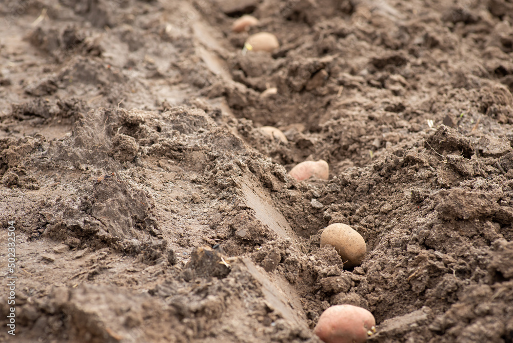 Row of holes made with shovel and potato in them. Planting potato concept Row of holes made with shovel and potato in them. Planting potato concept