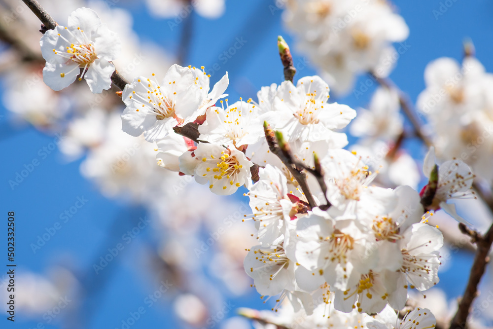 Close-up shot of apricot branch blooming against blue sky. Blooming apricot tree in Spring Close-up shot of apricot branch blooming against blue sky. Blooming apricot tree in Spring