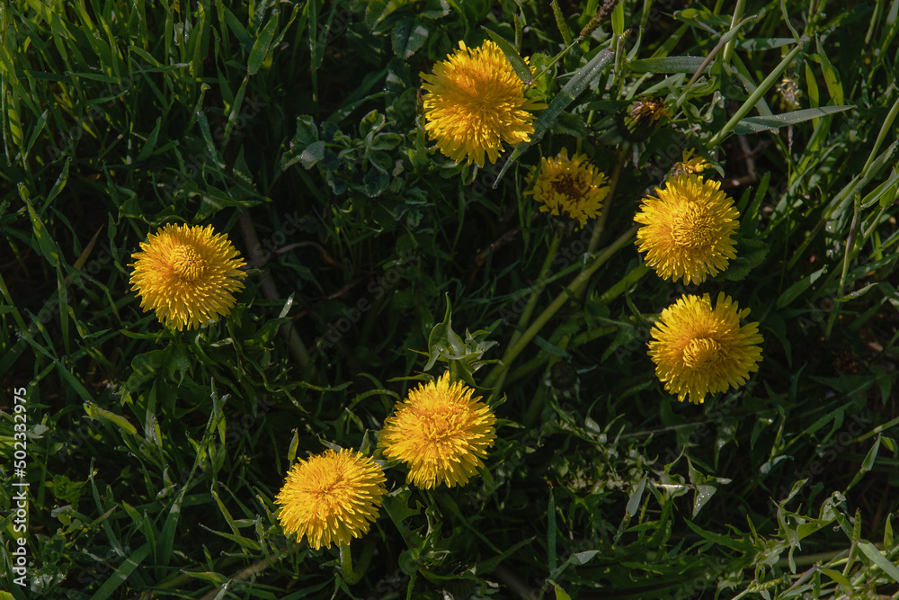 Beautiful flowers of yellow dandelions in a meadow on a sunny spring day. Dandelions in the grass. Yellow dandelions in the green grass in spring. Spring mood. Selective focus. Beautiful flowers of yellow dandelions in a meadow on a sunny spring day. Dandelions in the grass. Yellow dandelions in the green grass in spring. Spring mood. Selective focus.