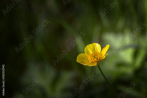 Yellow meadow buttercup flower close-up. Yellow buttercup flowers on a sunny summer day. Yellow wild buttercup flower on a blurry background. Space for text.