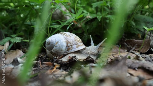 Timelapse snail crawling into green gras and meadow, blurry foreground