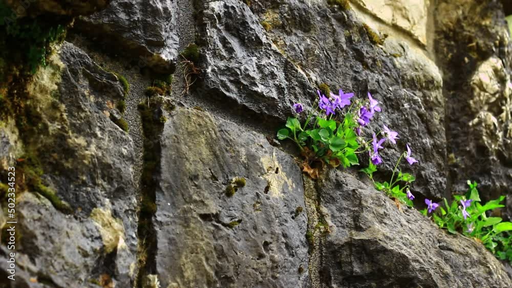 Small flowers from a rocky wall growing. Small flowers from a rocky wall growing.