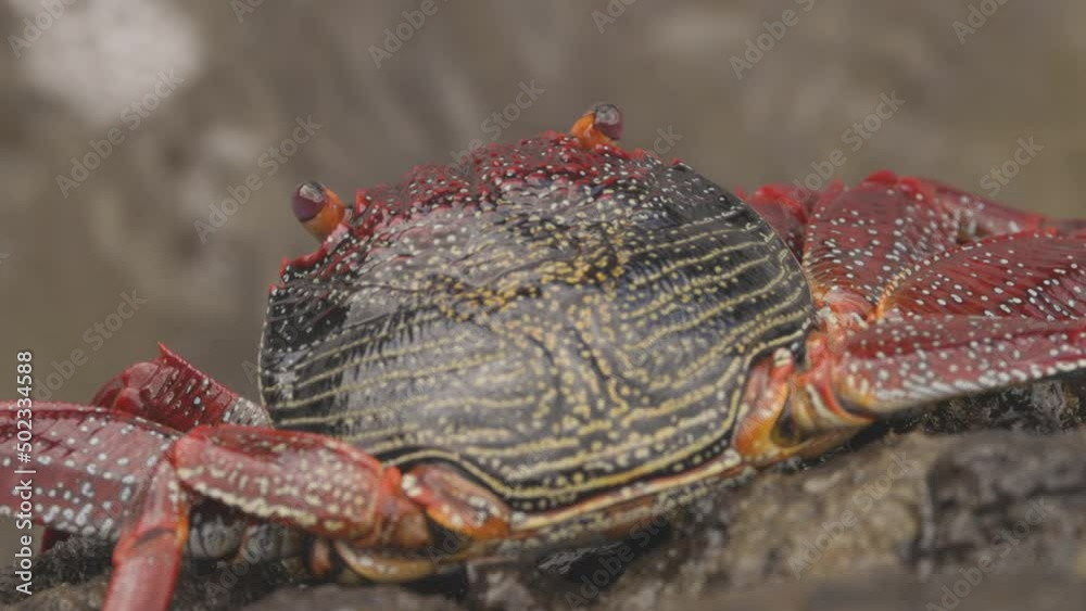 Close up of red crabs on rocks Close up of red crabs on rocks