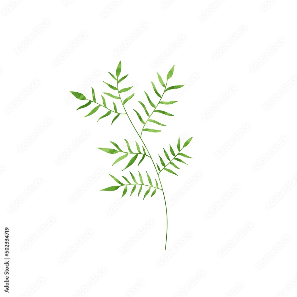 Fototapeta premium leaves isolated on white background