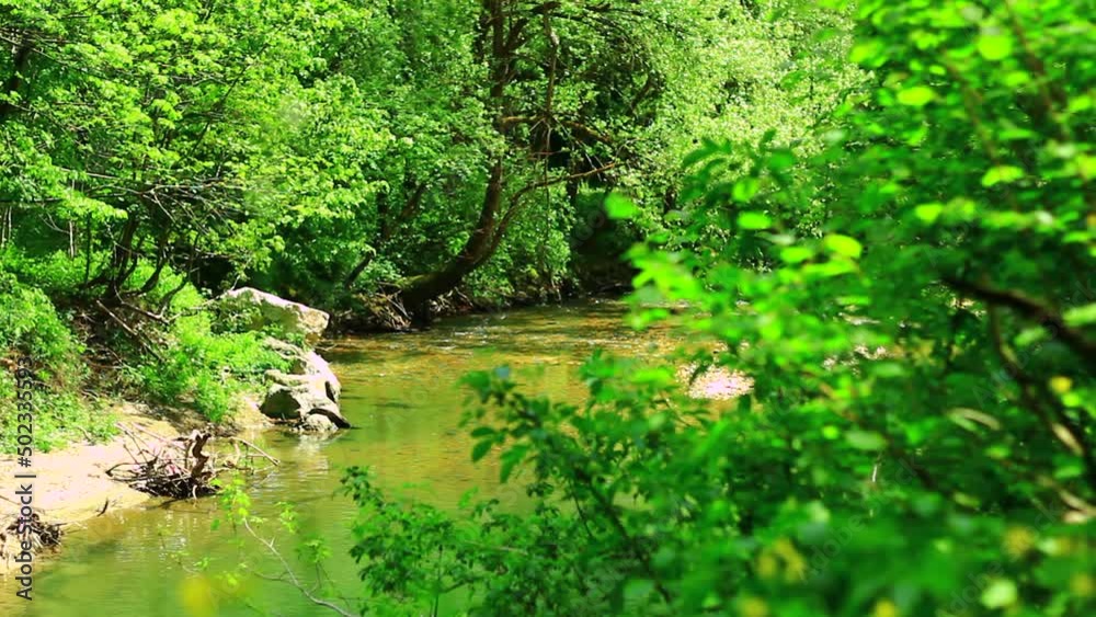 Small river and intensive green forest. Small river and intensive green forest.