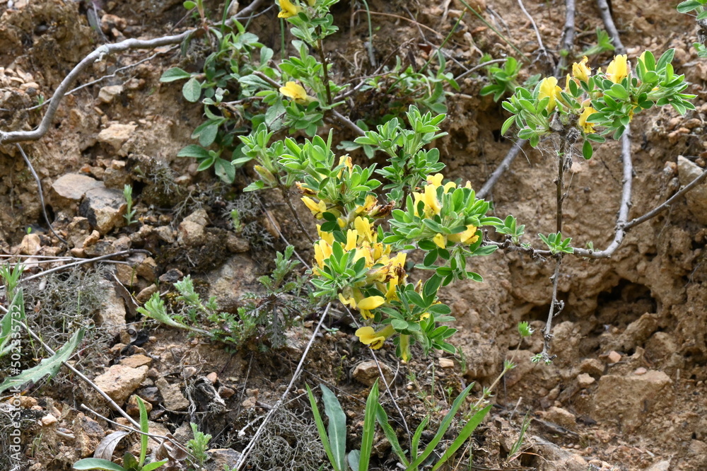 Cytisus hirsutus L.
Clustered broom, Big-flower broom, Hairy Broom, Big-flowered Broom, Headed Broom
Cytisus hirsutus L.
Clustered broom, Big-flower broom, Hairy Broom, Big-flowered Broom, Headed Broom