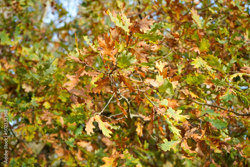 Close up of oak leaves in the autumn 