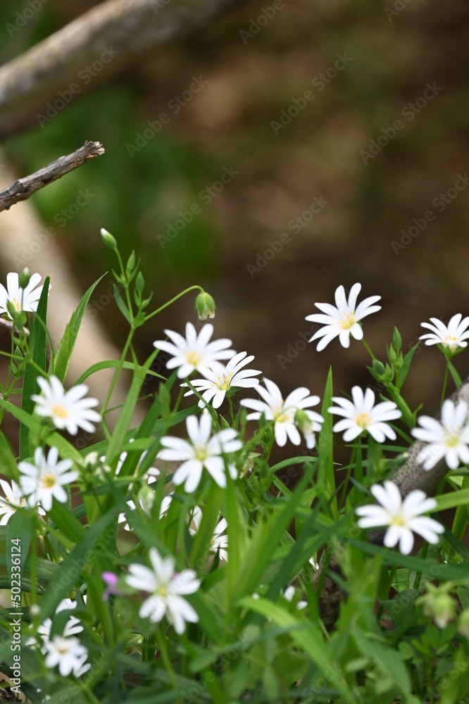 Stellaria holostea L.
Greater stichwort, Easter-bell, Greater stitchwort, Addersmeat, Greater starwort, Adder's-meat, Thunder-flower
Stellaria holostea L.
Greater stichwort, Easter-bell, Greater stitchwort, Addersmeat, Greater starwort, Adder's-meat, Thunder-flower