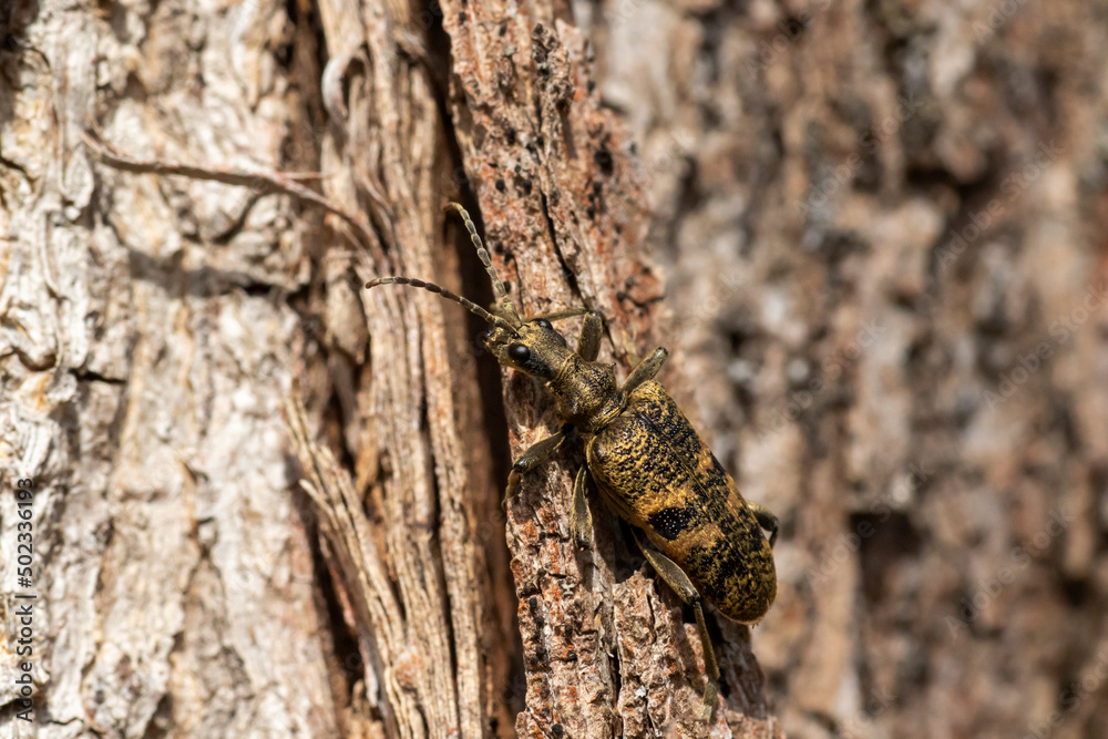 The black-spotted longhorn beetle, Rhagium mordax resting on the bark of a Norway maple The black-spotted longhorn beetle, Rhagium mordax resting on the bark of a Norway maple