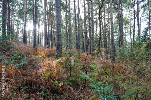 Bracken and ferns in a pine woodland in the autumn