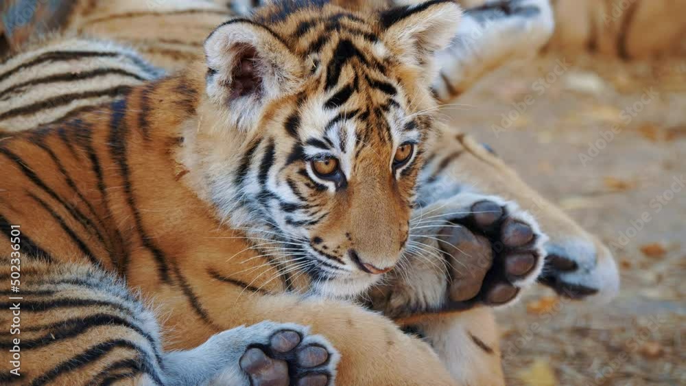 Tiger family lying together on bench. Closeup. Tigress looking to camera, relaxing. Cub resting, recreating near his mother. Beautiful wild feline animal, dangerous predator, striped big cat Tiger family lying together on bench. Closeup. Tigress looking to camera, relaxing. Cub resting, recreating near his mother. Beautiful wild feline animal, dangerous predator, striped big cat