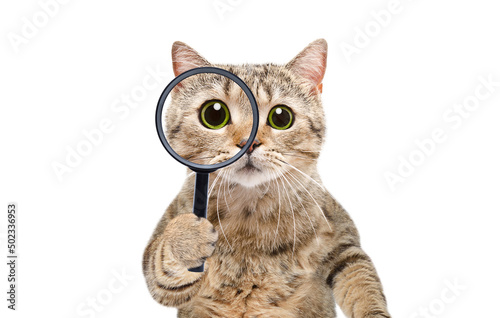 Fotografiet Portrait of a funny curious cat scottish straight looking through a magnifying g