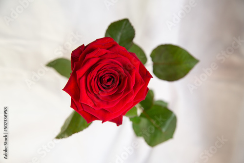 Red rose © carmine