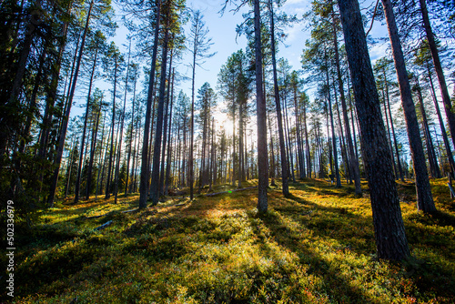 Autumn landscape in Yllas Pallastunturi National Park  Lapland  Finland