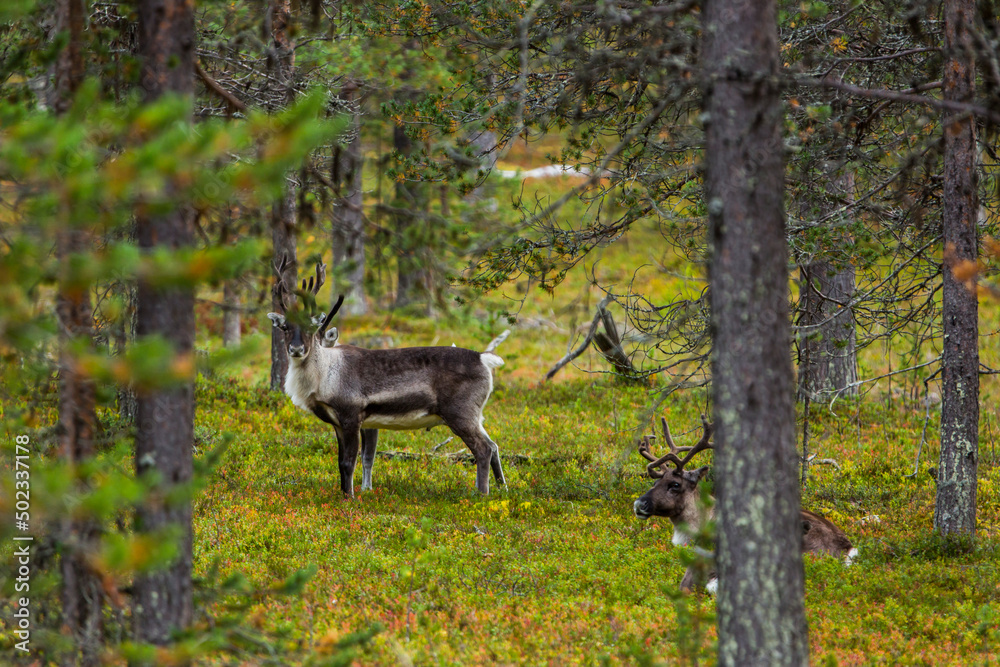 Fototapeta premium Reindeers in Autumn in Lapland, Northern Finland. Europe