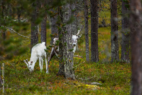 Reindeers in Autumn in Lapland, Northern Finland. Europe © Alberto Gonzalez 