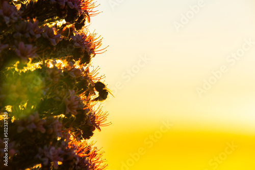 Sunset between Tajinastes in Caldera De Taburiente Nature Park, La Palma Island, Canary Islands, Spain photo