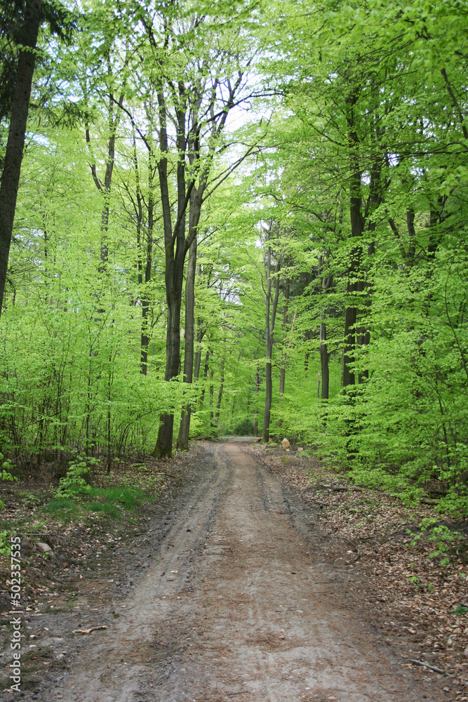 Wald Buchen Frühling Wald Buchen Frühling