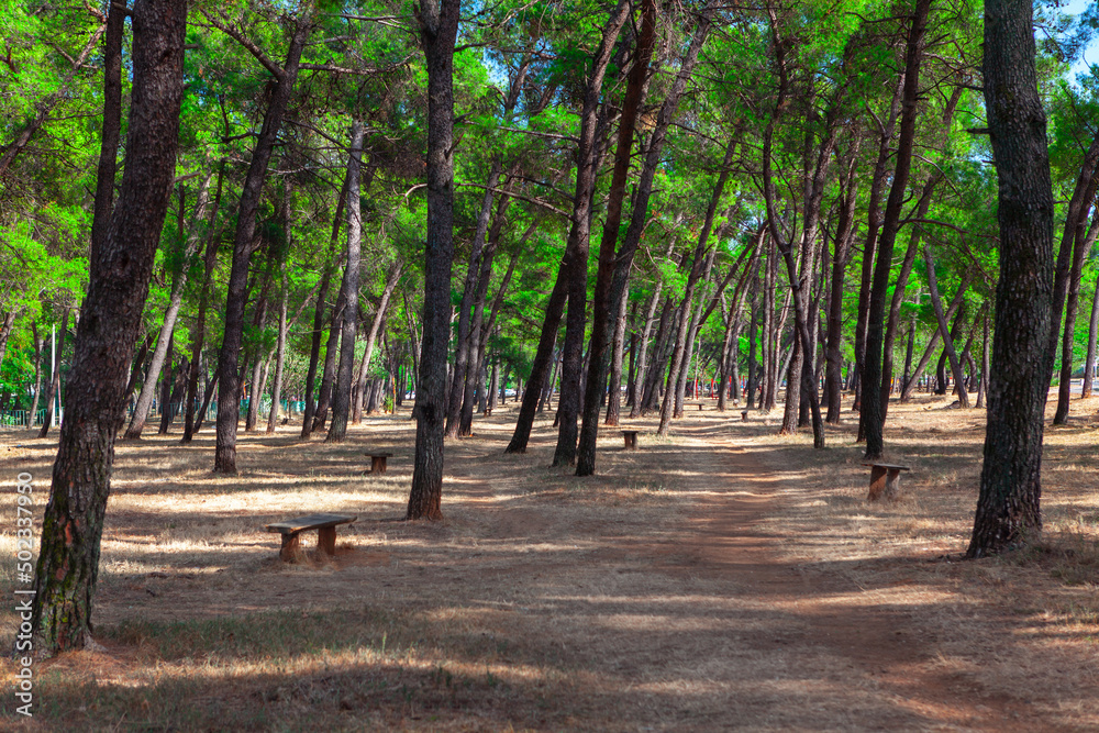 Urban park with pines . City park in Podgorica Montenegro 