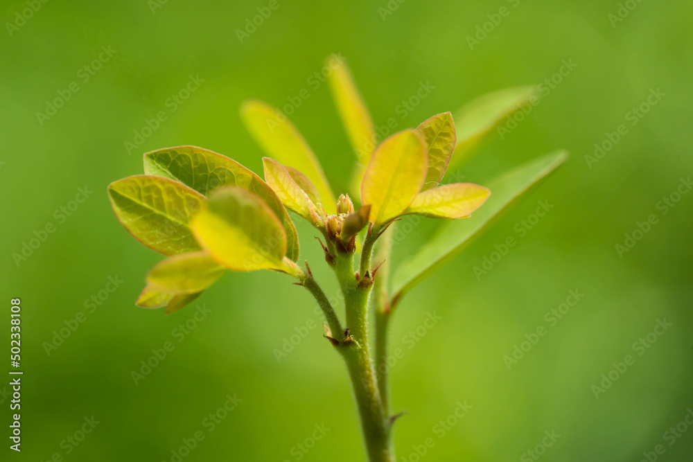 Young leaves on green nature background. Young leaves on green nature background.