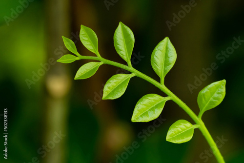 Young leaves on green nature background. 