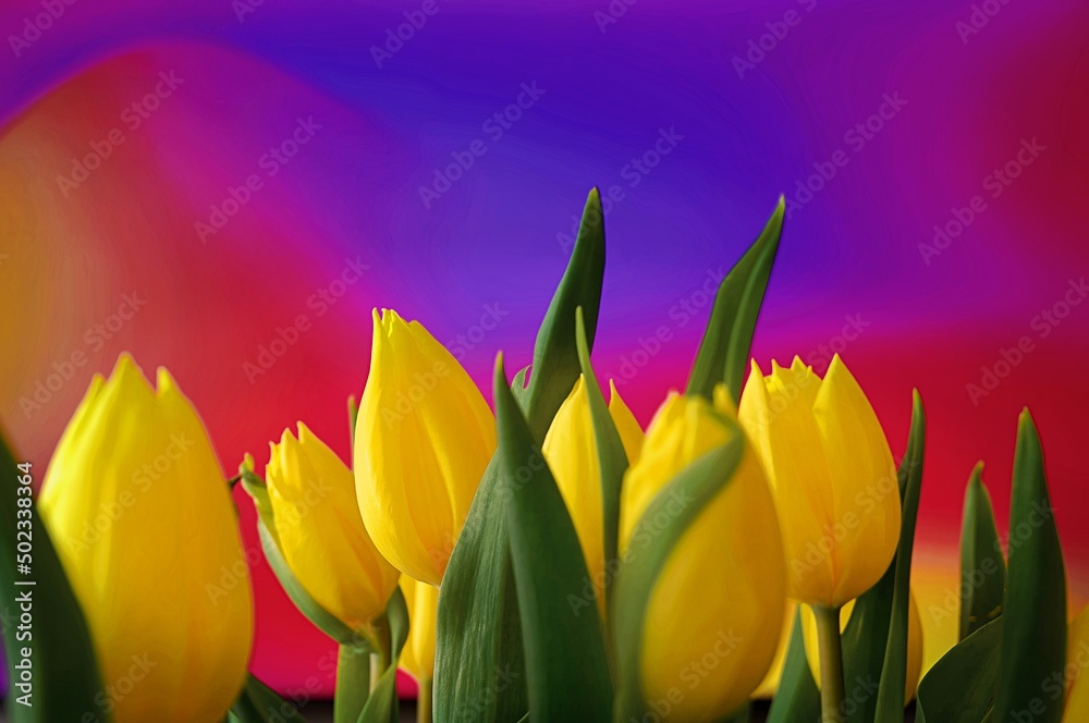 Fototapeta premium Wiosenne tulipany na pięknym kolorowym tle