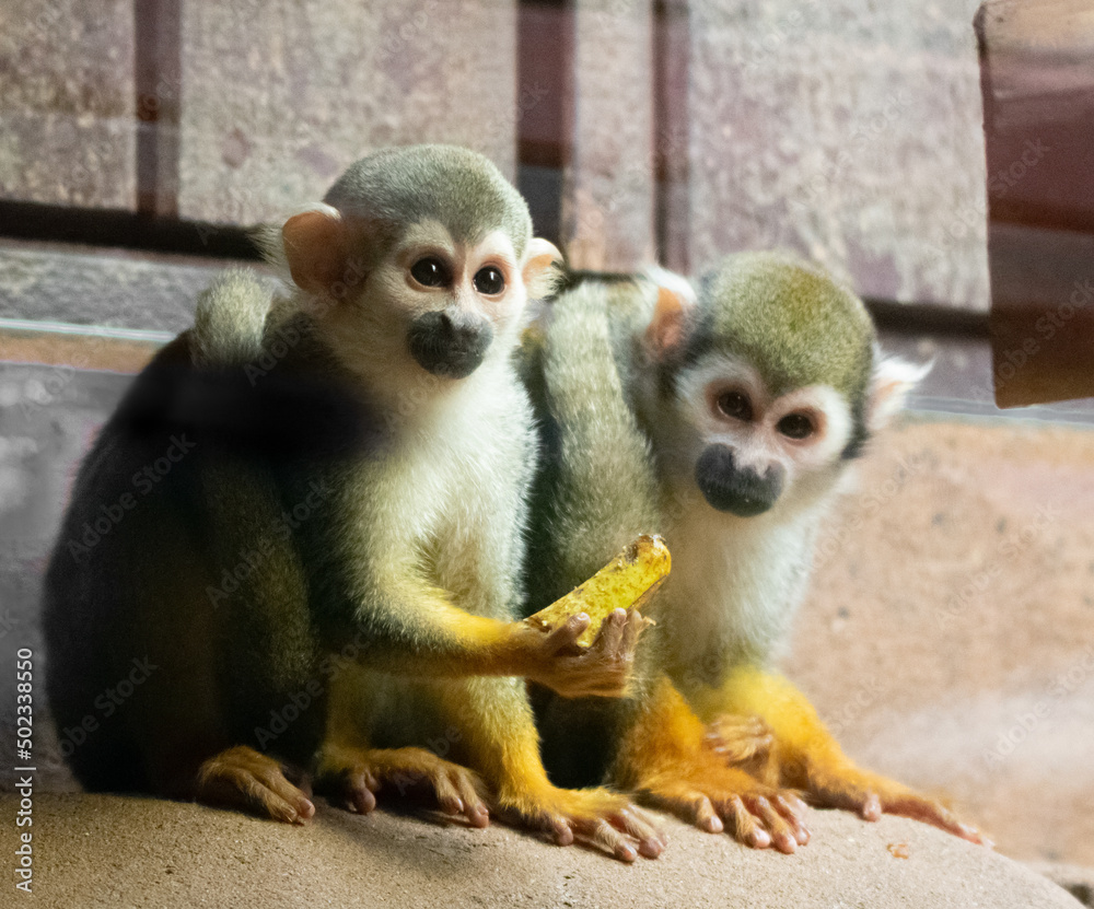 Obraz premium Squirrel Monkey Sharing His Food