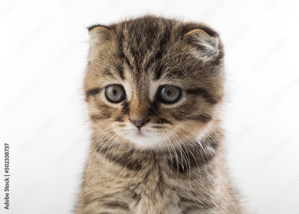 Fototapeta premium kittens close up. beautiful portrait of British breed kittens