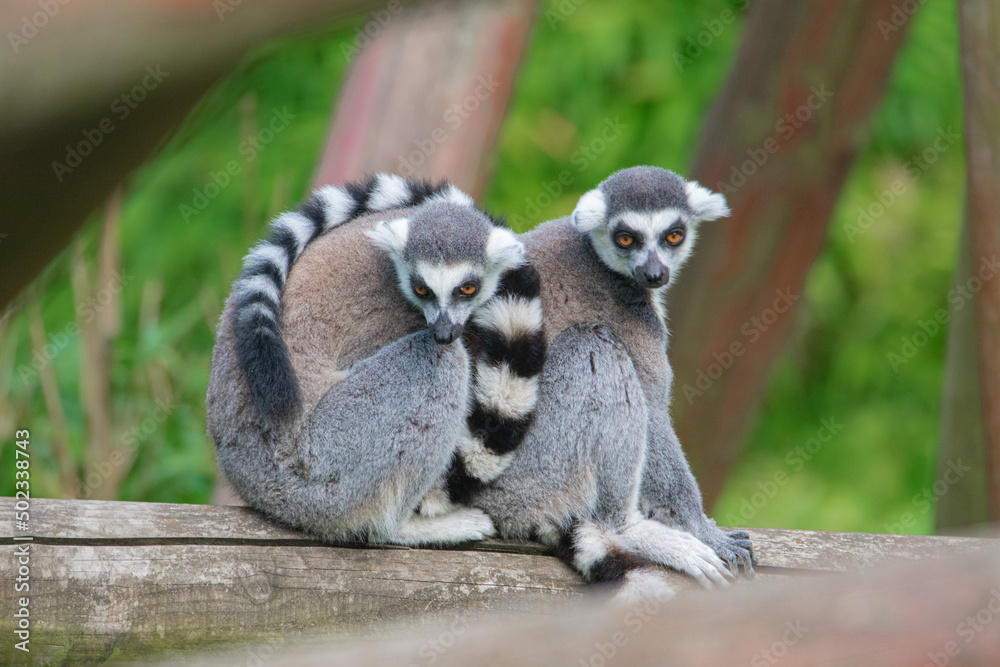 Obraz premium Cuddling Lemurs