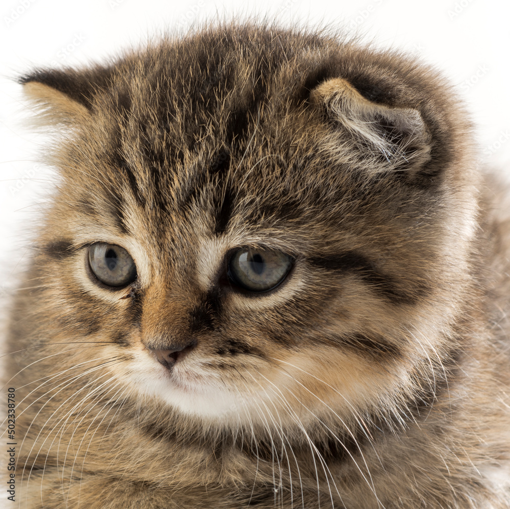 kittens close up. beautiful portrait of British breed kittens
kittens close up. beautiful portrait of British breed kittens