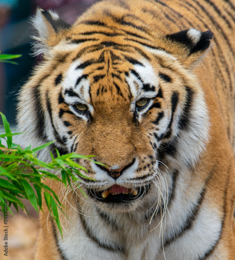Obraz premium Eye Of The Tiger